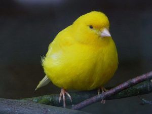 Atlantic+Canary