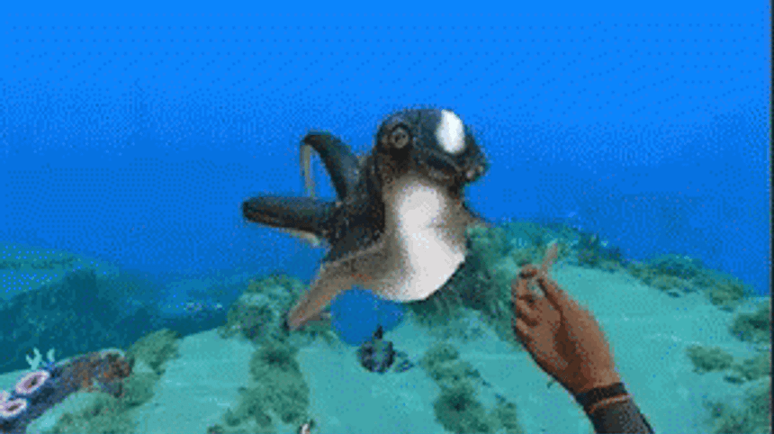 Subnautica Ciddlefish Feeding GIF