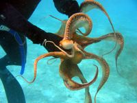 Animal genomes follow irreversible 'evolutionary highways' across thousands of species - Phys.org
