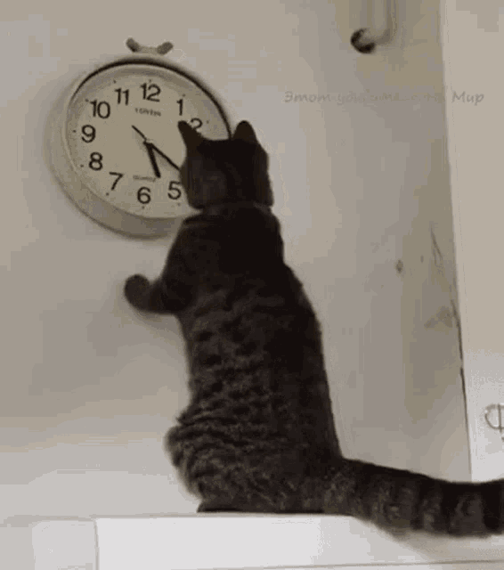 Cat Changing The Clock Changing The Time GIF - CatChangingTheClock ChangingTheTime Kitty ...