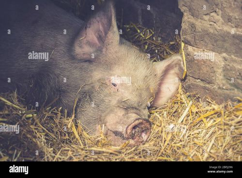 Close up of cute sleeping pig (Sus) isolated in straw in barn doorway, enjoying summer sunshine, UK. Animal pig face with dirty nose lying down asleep. - Stock Image
