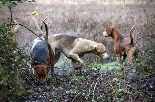 Fox hounds seeking a scent
