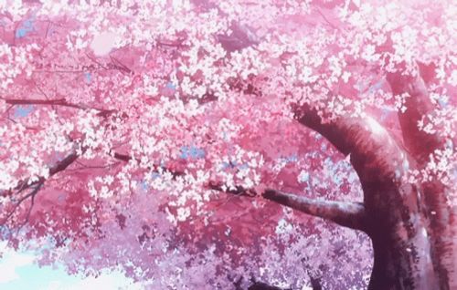 Cherry Blossom Sakura Tree GIF