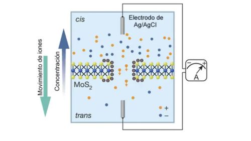 Procesadores de Sal y Agua: La Computación Osmótica Despierta