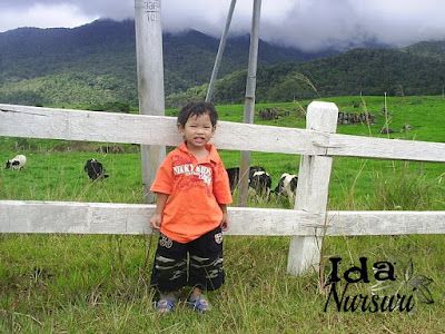 Ladang Tenusu Desa Cattle