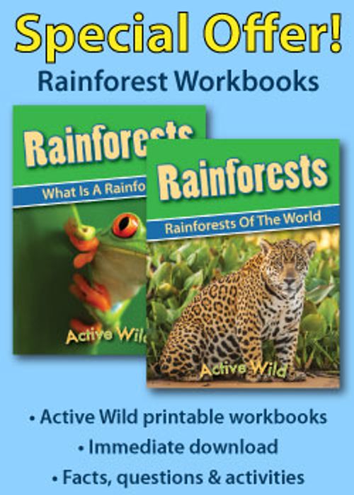 Printable Rainforest PDF Workbooks Sidebar Ad