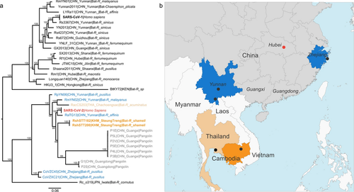 phylogenetic analysis of sars cov 2 and representative sarbecoviruses and geographical context