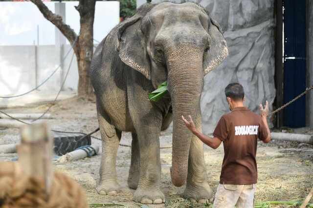 Elephant