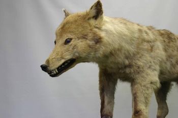 Un espécimen disecado del lobo