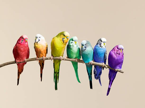 Bird diversity