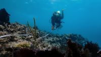 NOAA reports Florida Key coral deaths after marine heat wave