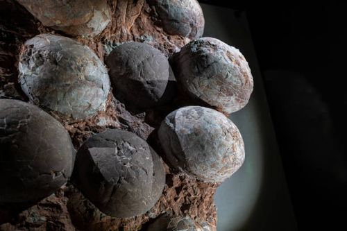 dinosaur egg fossil - dinosaur-egg-fossils stock pictures, royalty-free photos & images