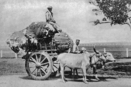 Vintage cotton bell transpoting by wooden Bullock Cart to cotten exchange Bombay now Mumbai Maharashtra India. Indian bullock cart picture stock images, royalty-free photos and pictures