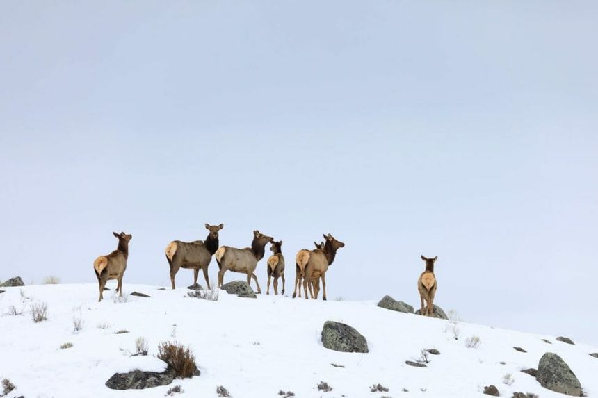Yellowstone Winter Morning