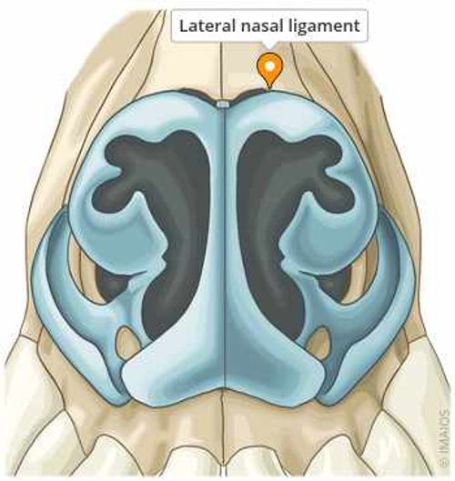 Lateral nasal ligament - Dog - Nasal cavity - General Anatomy - vet-Anatomy