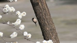 安徽亳州：杏花枝头鸟儿闹