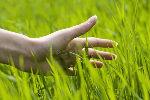Close up of a woman's hand touching the grass, 'feeling nature'. Nature stock images, royalty-free photos and pictures