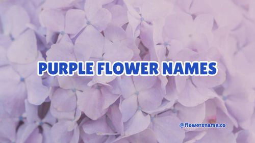 Purple Flower Names