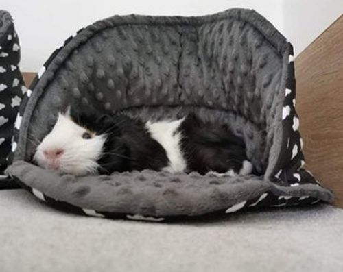 Guinea Pig Seashell- Guinea Pig Bed - Hedgehog Hide - Hedgehog  - Guinea Pig Cozy Shell - cheap shipping! Chinchilla Bed, Premium finish