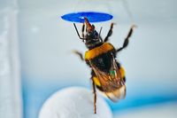 The Death of the Brain-Size Hierarchy