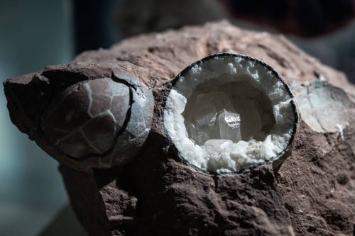 Dinosaur egg fossils are displayed at Heyuan Dinosaur Museum on October 26, 2022 in Guangzhou, Guangdong Province of China. Heyuan is one of the...