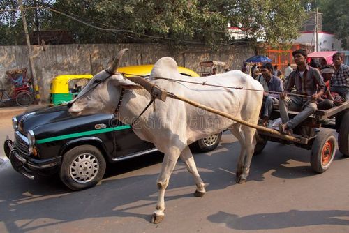Bullock cart in the busy street of New Delhi, India. Indian bullock cart picture stock images, royalty-free photos and pictures