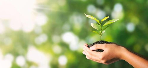 plant growing in hand on green nature with sunlight background. eco environment concept photo