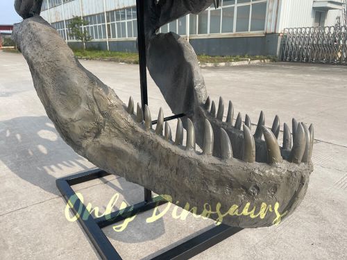 The details of a grey T-Rex head skull fossil