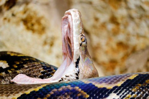 python - python snakes stock pictures, royalty-free photos & images