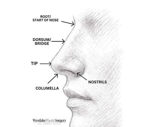 Diagram of nasal anatomy for nose job planning