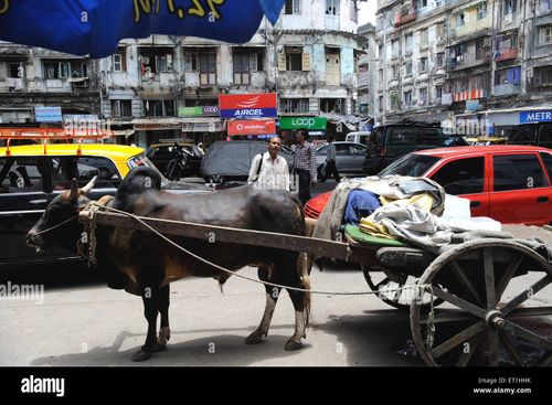 Bullock cart in busy street ; Bombay Mumbai ; Maharashtra ; India - Stock Image