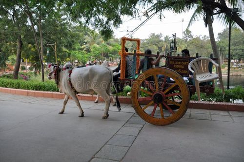 Bullock cart with two white oxen in yoke in Indian tourist park. Indian bullock cart stock images, royalty-free photos and pictures
