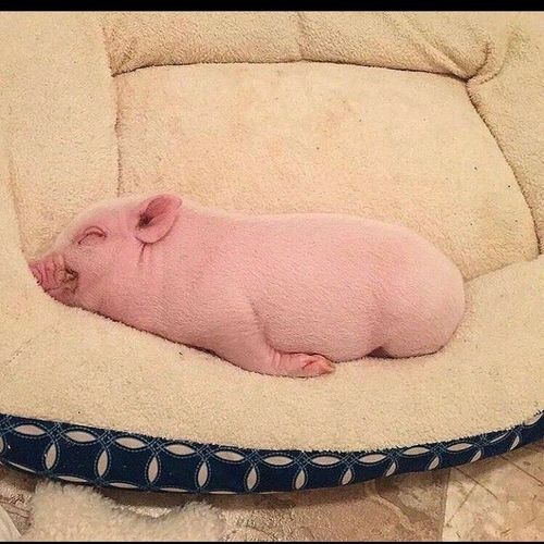 a small pink pig laying on top of a blue and white blanket in a pet bed