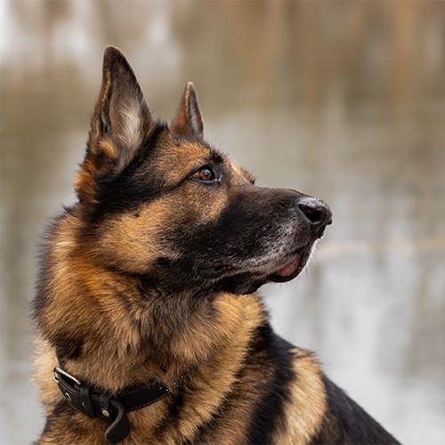 German Shepherdimg