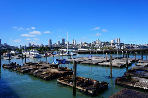 Pier 39 Sea Lions