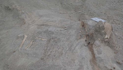 The fossils of Zavacephale rinpoche lie partially excavated in the ground, with the dome on the head and bones of the leg and spine visible.