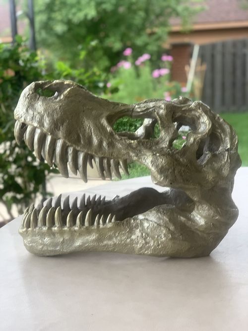 At homes Giant Oversized 17.7” L Gold T-Rex Dinosaur Fossil Head Statue