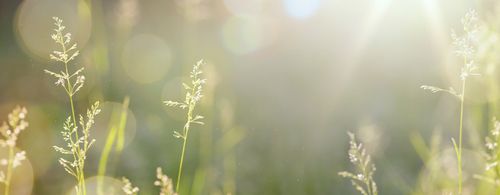 Art autumn sunny nature background