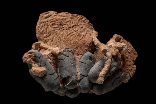 dinosaur egg fossil - dinosaur egg fossils stock pictures, royalty-free photos & images