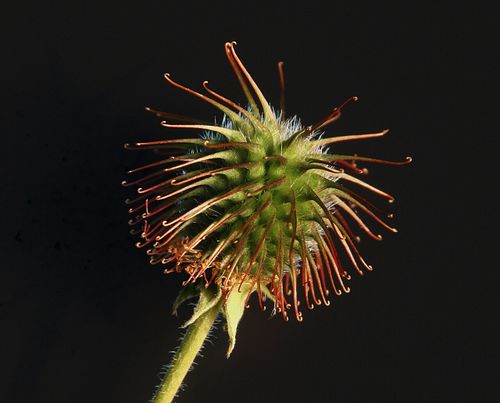 Biomimetics - Wikipedia