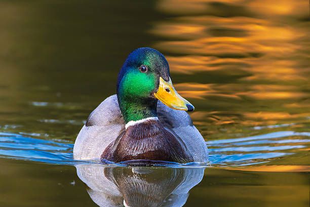 Mallard