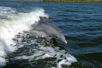 Dolphin - Wikipedia