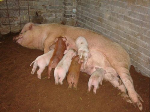 母猪抚育