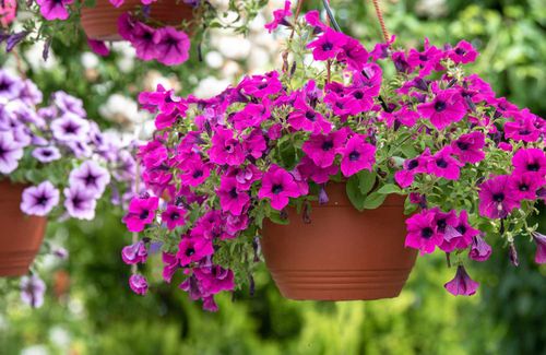 Petunia plant with magenta flowers in hanging pot