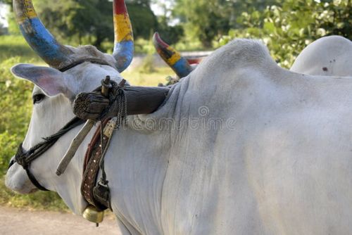 A Bullock cart on Indian road in a bright sunny day. Indian bullock cart stock images, royalty-free photos and pictures