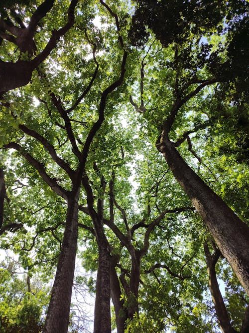 Free A vibrant forest canopy with filtering sunlight in Valencia, Venezuela captures nature's tranquility. Stock Photo