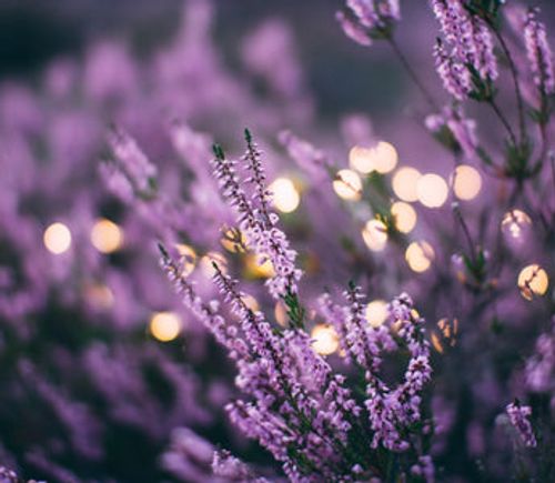 Purple Flower Names: Discover the Enchanting Shades of Blossoms