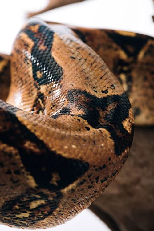 Selective focus of python snakeskin on log isolated on white - Photo, Image