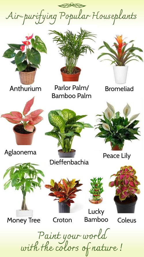 the different types of houseplants and their names