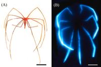 Meet the long-legged giants that light up the deep ocean - Phys.org